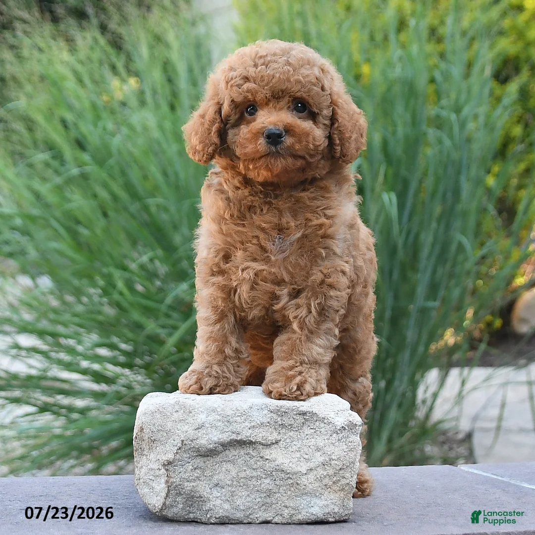 Toy Poodle dogs for sale: Gio - Ad 2