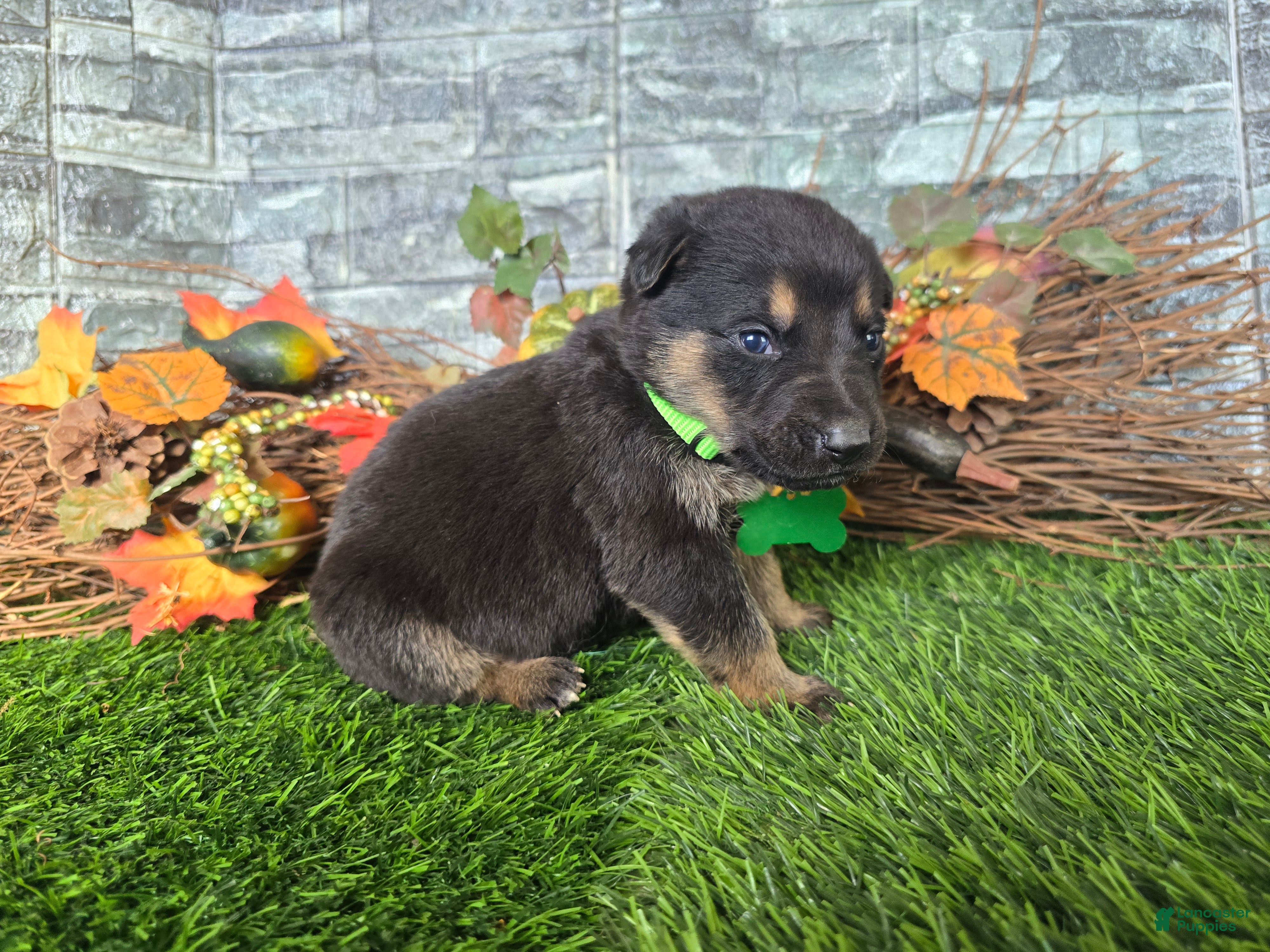 German Shepherd dogs for sale: German Shepherd 4 - Ad 2