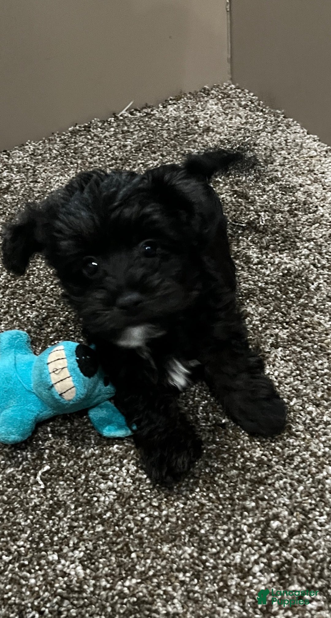 Yorkiepoo dogs for sale: Molly - Ad 8