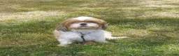 Shih Tzu dogs for sale: HOLLY - Ad 10