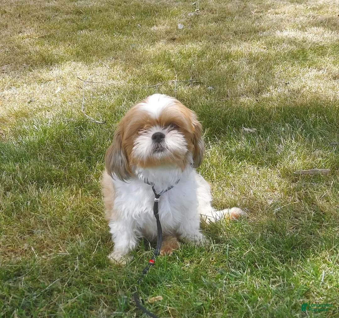 Shih Tzu dogs for sale: HOLLY - Ad 10
