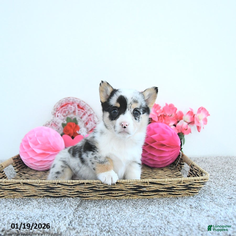 Welsh Corgi Pembroke dogs Jewel - Ad 4