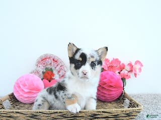 Welsh Corgi Pembroke dogs Jewel - Ad 12