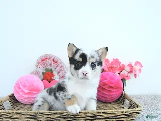 Welsh Corgi Pembroke dogs Jewel - Ad 6