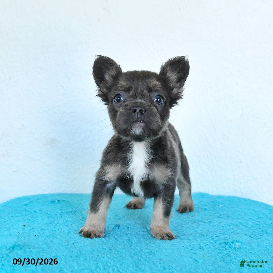 French Bulldog dogs Daisy - Ad 2