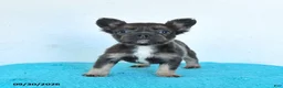 French Bulldog dogs for sale: Daisy - Ad 2