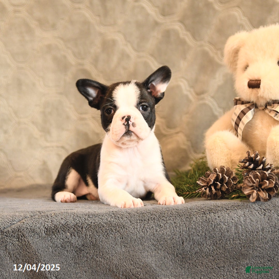 Boston Terrier dogs for sale: Noel - Ad 5