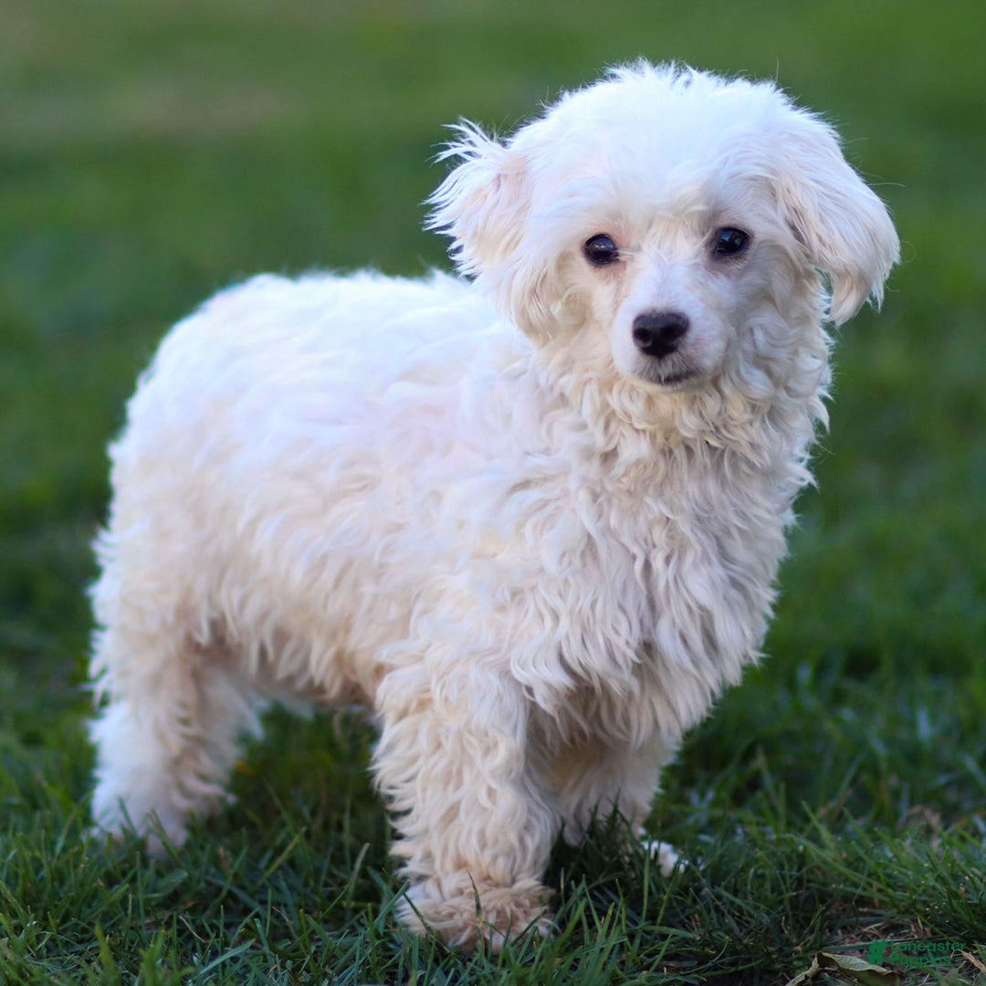 Maltipoo dogs for sale: Sabrina - Ad 8