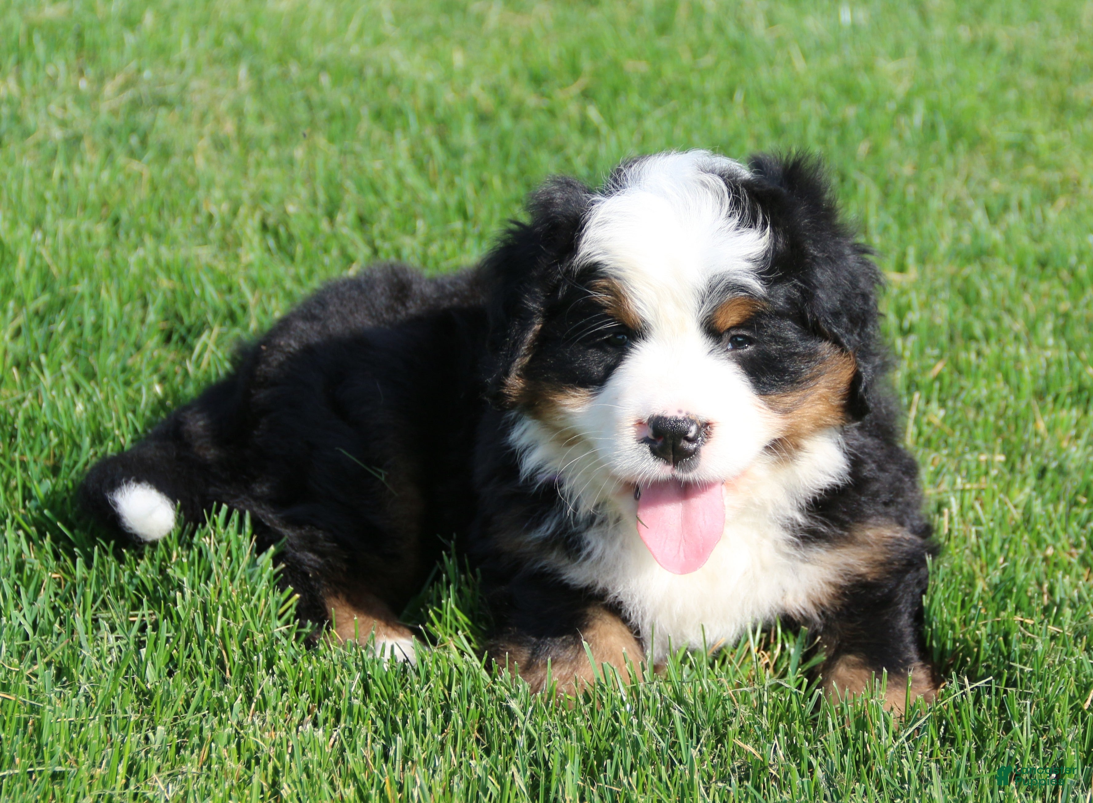 Bernese Mountain Dog dogs Willow - Ad 1