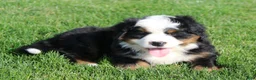 Bernese Mountain Dog dogs for sale: Willow - Ad 1
