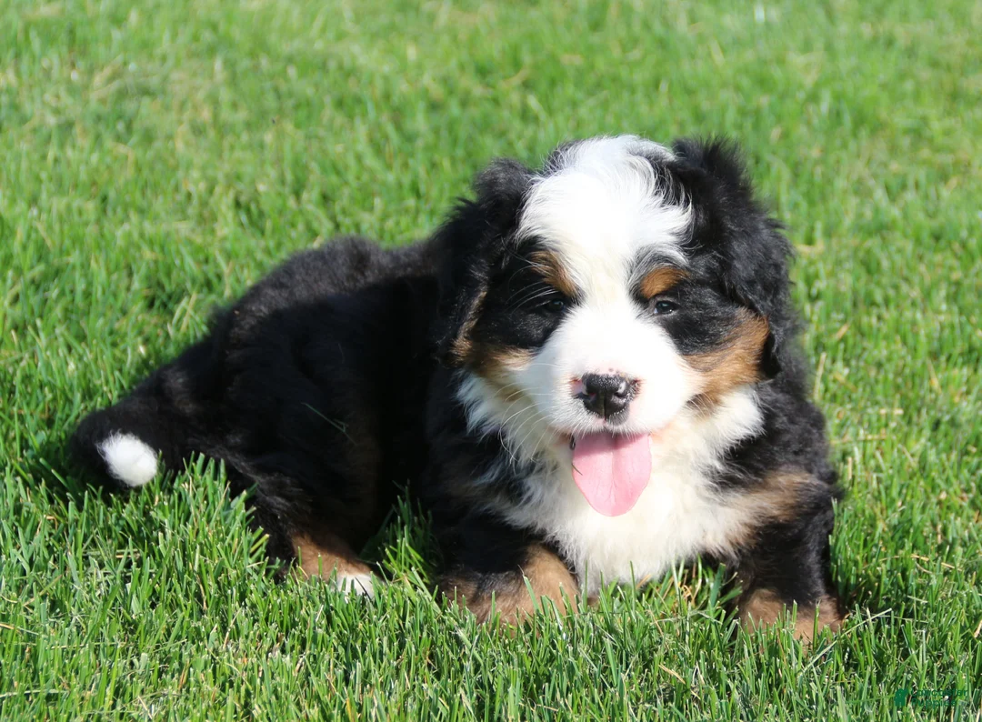 Bernese Mountain Dog dogs for sale: Willow - Ad 1