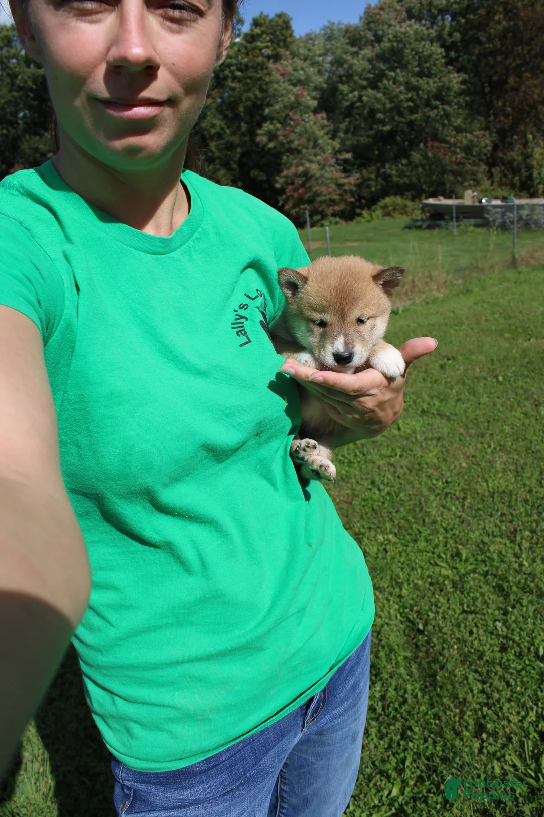Shiba Inu dogs for sale: Scarf  - Ad 1
