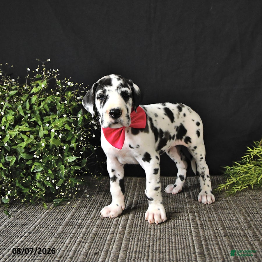 Great Dane dogs Ally - Ad 2