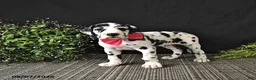 Great Dane dogs for sale: Ally - Ad 2
