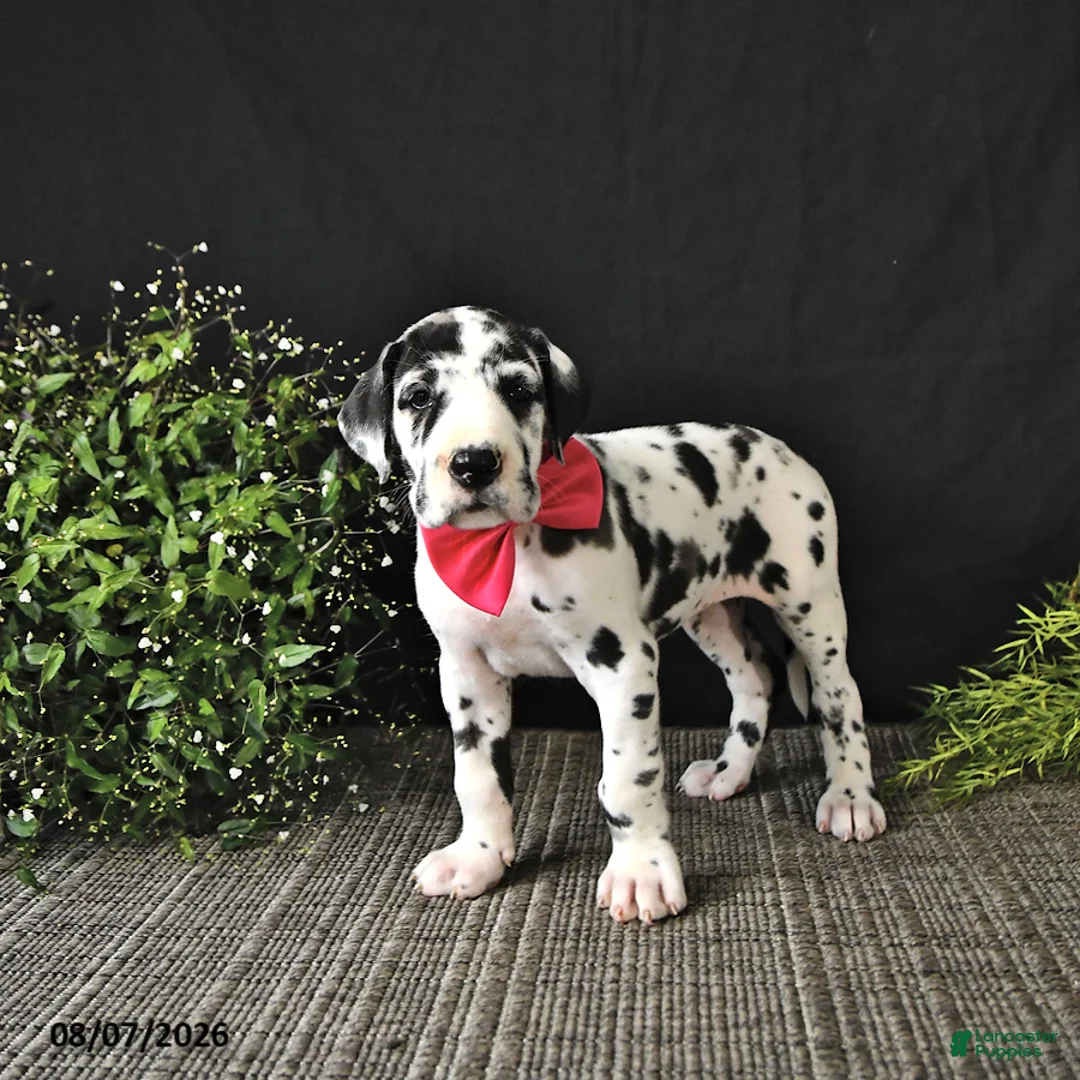 Great Dane dogs for sale: Ally - Ad 2