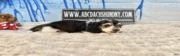 Miniature Dachshund dogs for sale: S.African/Russian Pie cream points - Ad 17