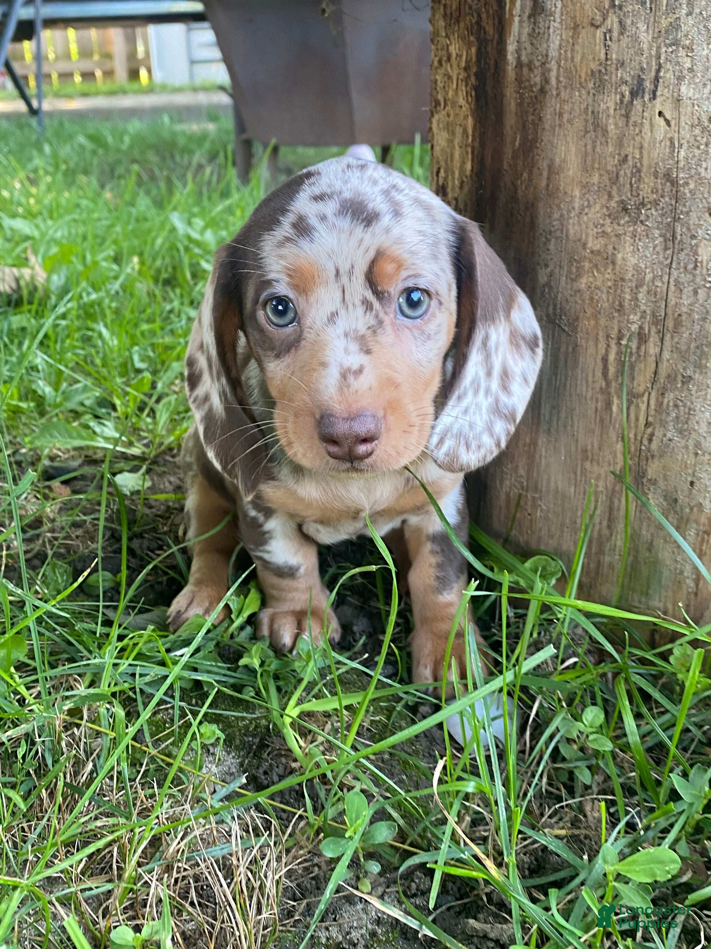 Miniature Dachshund dogs Lucy - Ad 1