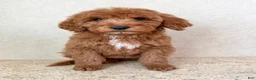 Goldendoodle dogs for sale: carol - Ad 4