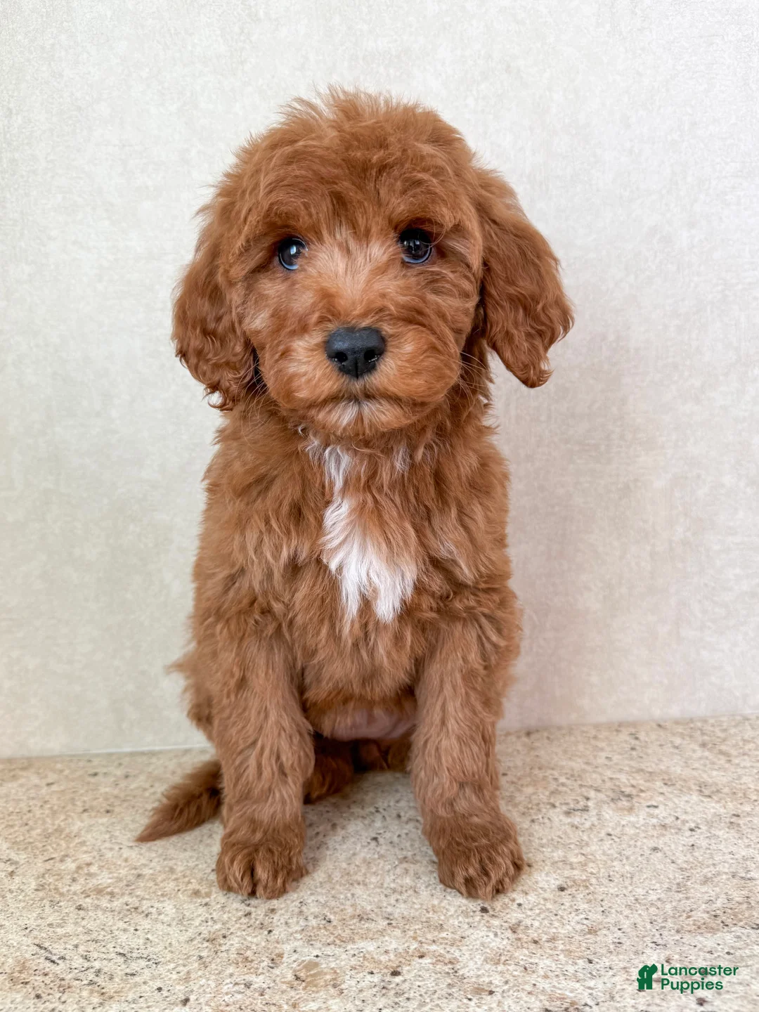 Goldendoodle dogs for sale: carol - Ad 4