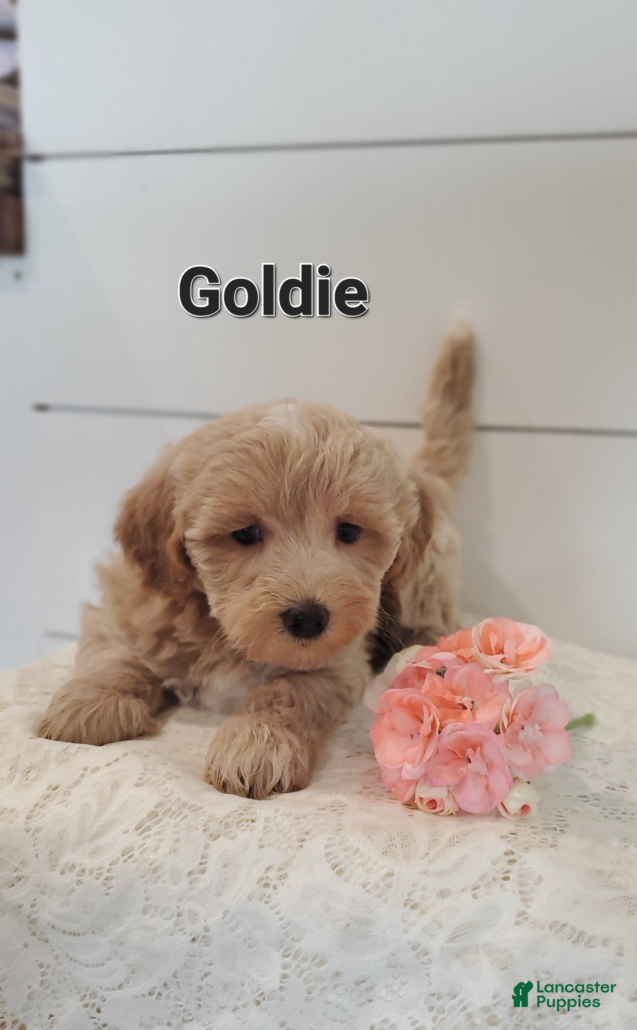 Mixed Breed dogs Goldie - Ad 28