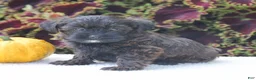 Yorkiepoo dogs for sale: Kara - Ad 5