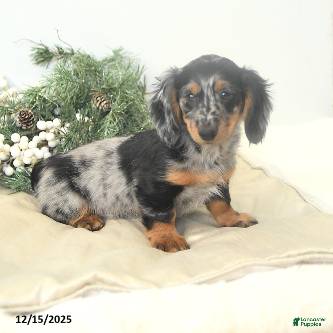 Miniature Dachshund dogs for sale: Prancer - Ad 3