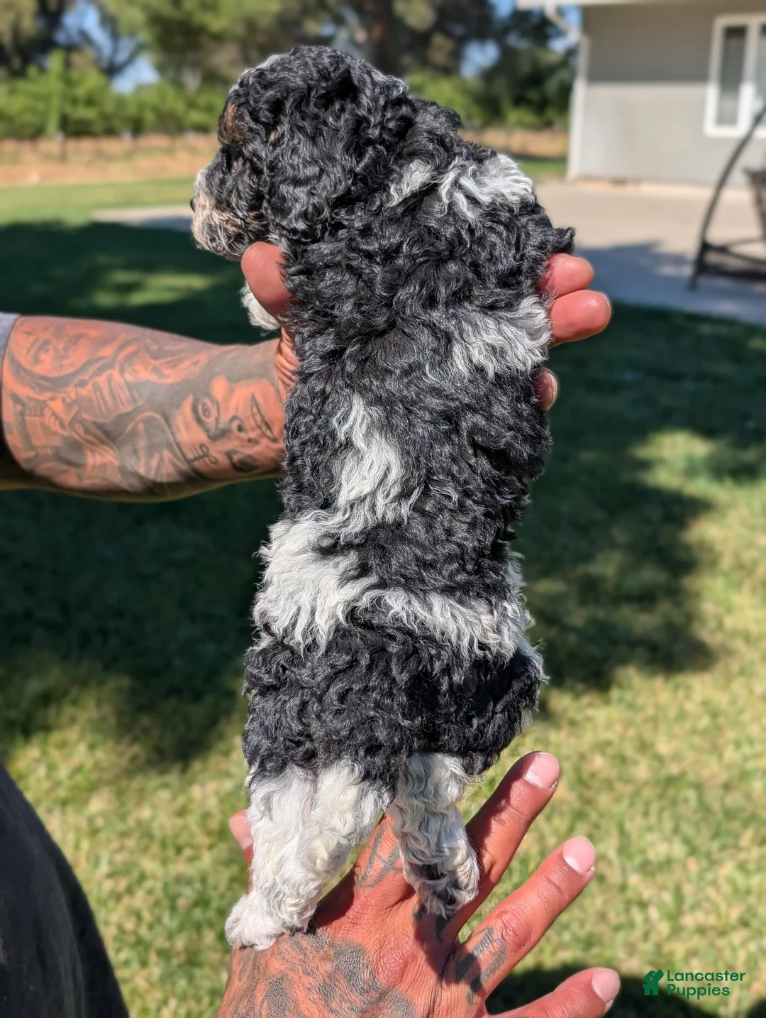 Mixed Breed dogs for sale: SAGE - Ad 6