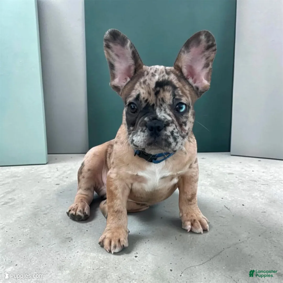 French Bulldog dogs for sale: Lucky - Ad 1