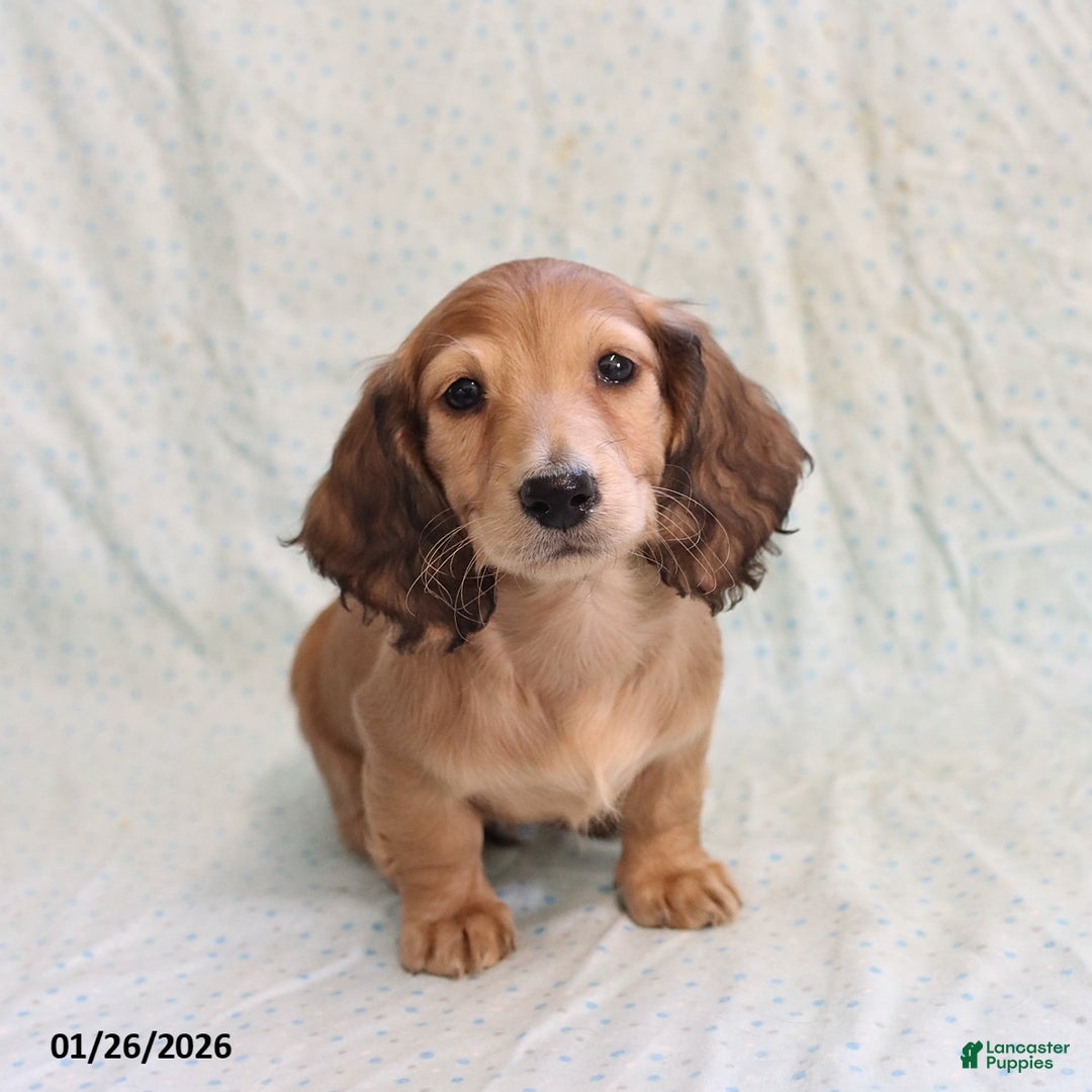 Miniature Dachshund dogs for sale: Jill - Ad 5