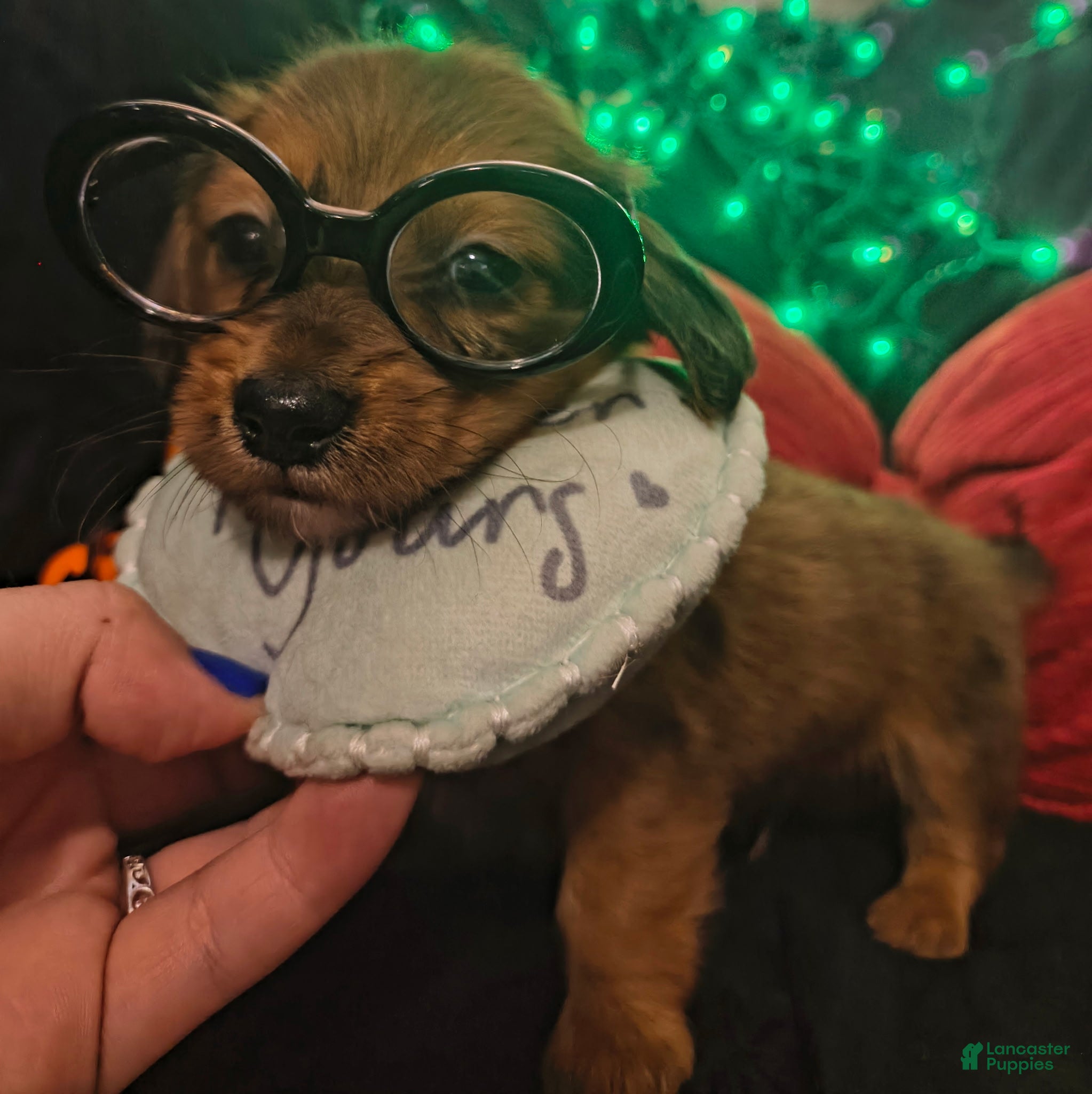 Miniature Dachshund dogs Miniature Dachshund 1 - Ad 2