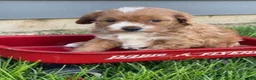 Cavapoo dogs for sale: Lexy - Ad 5