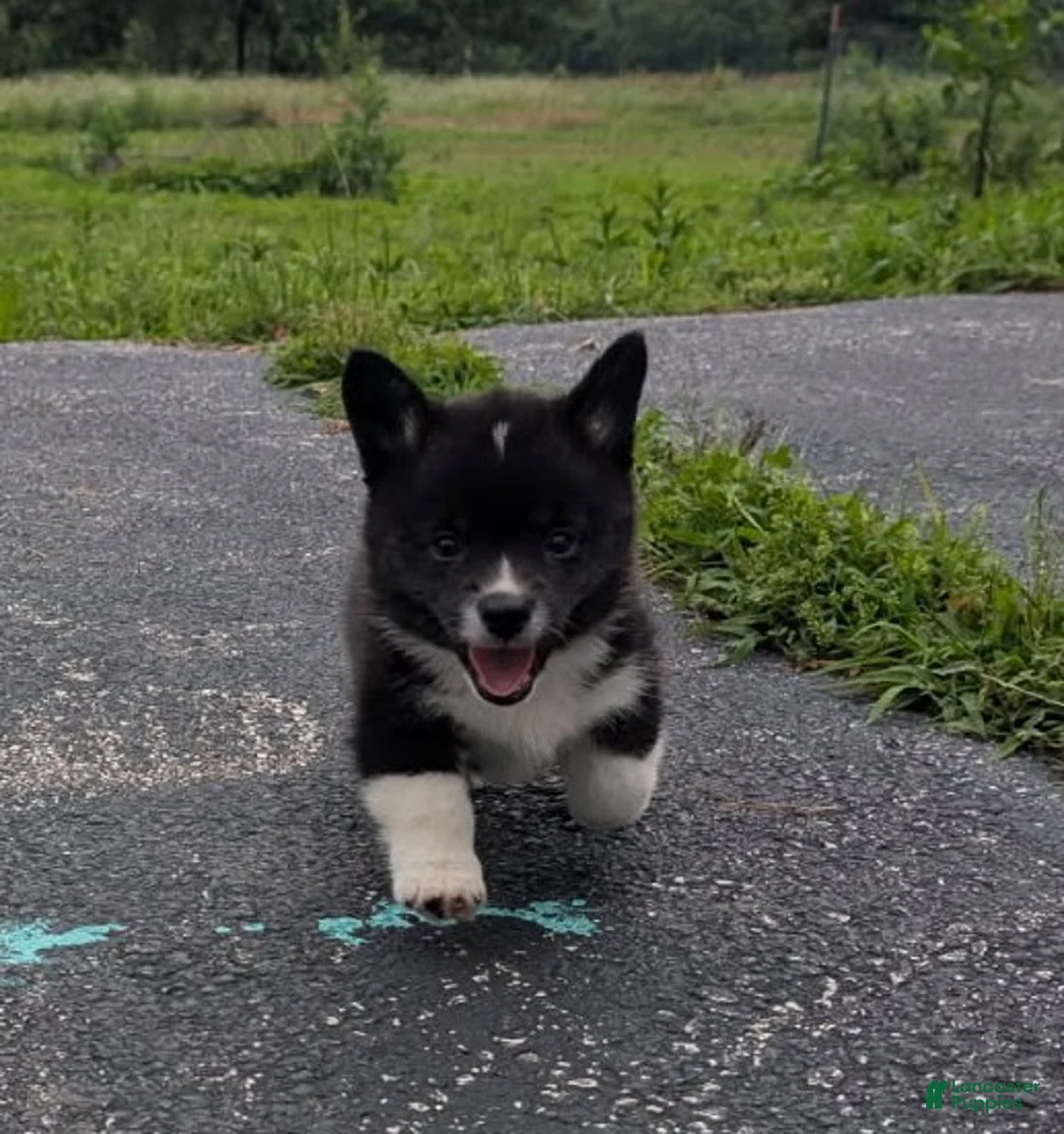 American Corgi dogs for sale: Danny Girl - Ad 1