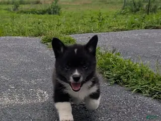 American Corgi dogs for sale: Danny Girl - Ad 1