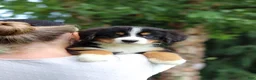 Bernese Mountain Dog dogs for sale: Sugar - Ad 8