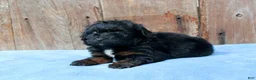Aussiedoodle dogs for sale: Colt - Ad 3