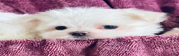 Maltese dogs for sale: Tiny Timmy - Ad 4