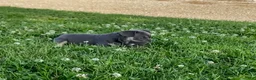 French Bulldog dogs for sale: Blue Princess- Frenchie - Ad 3