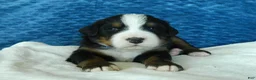 Bernese Mountain Dog dogs for sale: Bobby - Ad 3