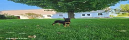 Doberman Pinscher dogs for sale: Kenzie - Ad 2