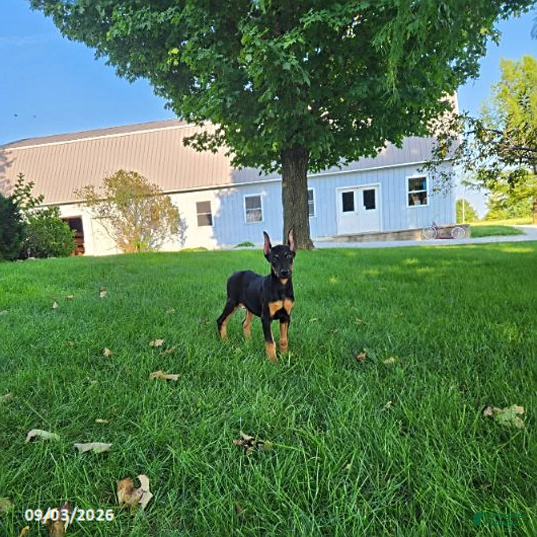 Doberman Pinscher dogs for sale: Kenzie - Ad 2