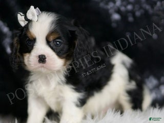 Cavalier King Charles Spaniel dogs - Ad 18