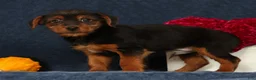 Yorkshire Terrier dogs for sale: Quest - Ad 3
