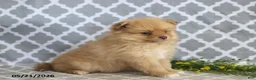 Pomeranian dogs for sale: Mandy - Ad 4