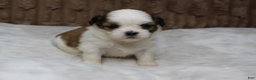Shih Tzu dogs for sale: Bella - Ad 3
