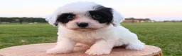 Cavapoo dogs for sale: Dakota - Ad 2