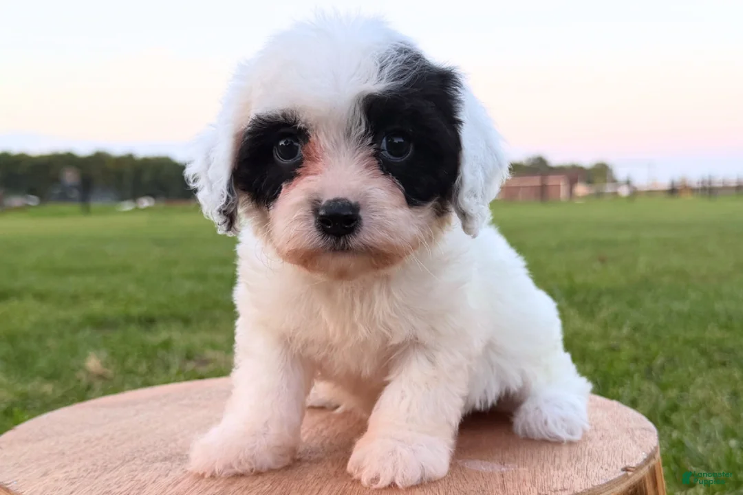 Cavapoo dogs for sale: Dakota - Ad 2