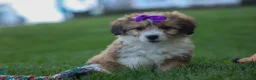 Corgipoo dogs for sale: NELLY - Ad 7
