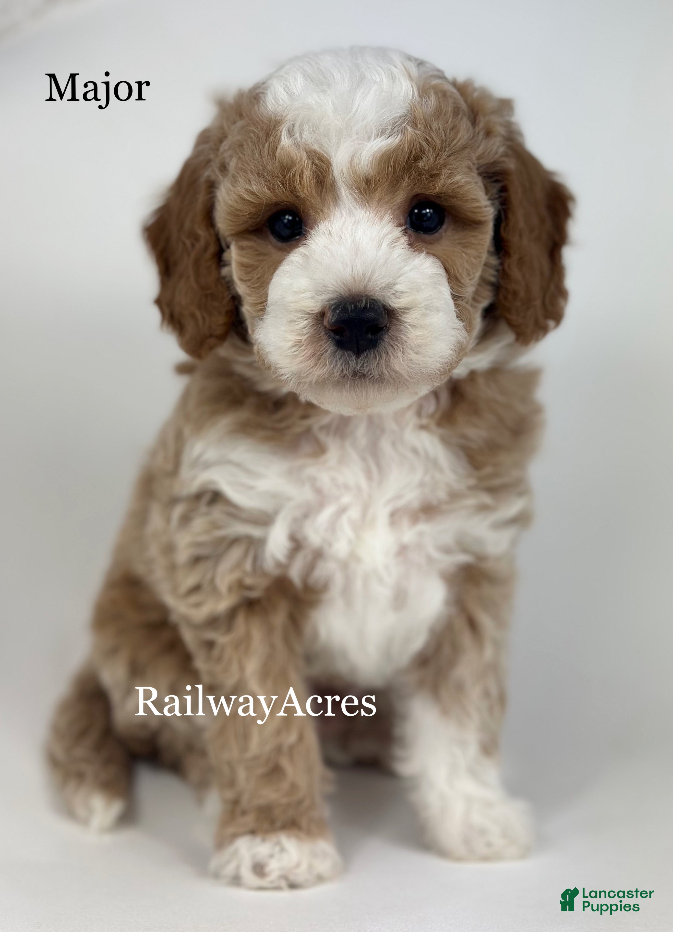 Goldendoodle dogs Major- F1b Mini - Ad 21