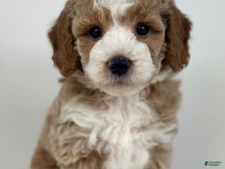 Goldendoodle dogs Major- F1b Mini - Ad 33