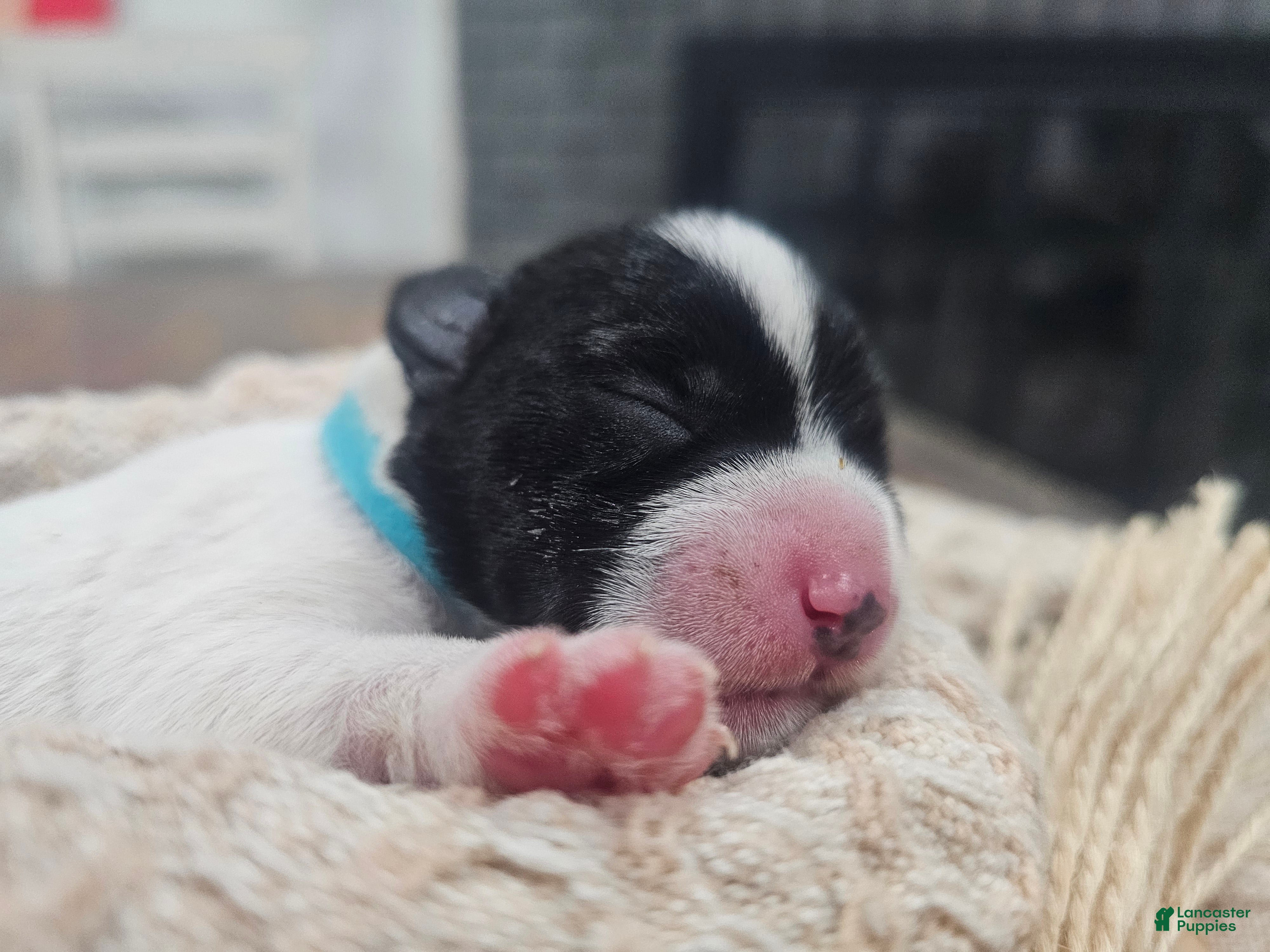 Miniature Schnauzer dogs Blue - Ad 17
